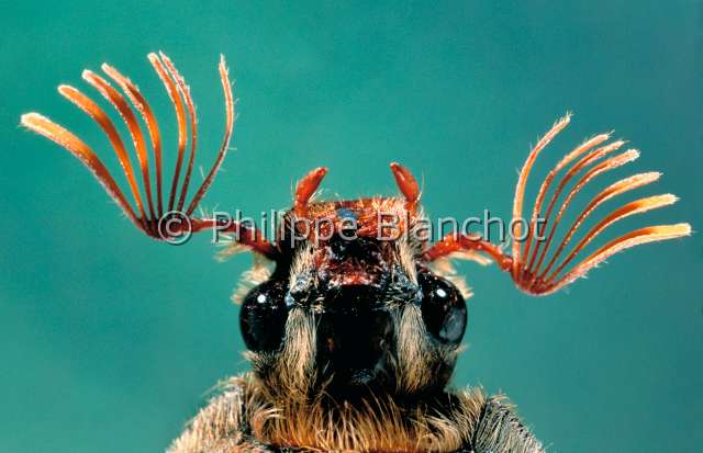 Melolontha melolontha.JPG - in "Portraits d'insectes" ed. SeuilMelolontha melolonthaHanneton communCockchaferColeopteraMelolonthidaeFrance